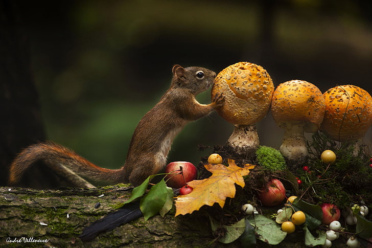 Funny, squirrel, bird, photo, mushroom, animals, HD wallpaper |  Wallpaperbetter