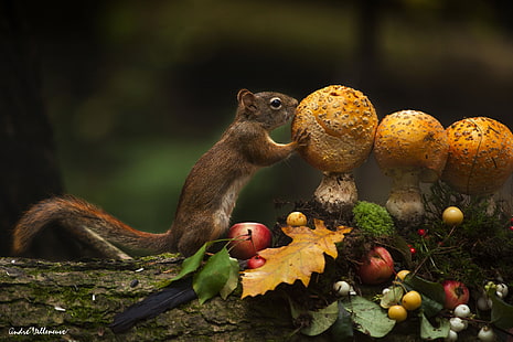 squirrel, mammals, animals, mushroom, HD wallpaper HD wallpaper