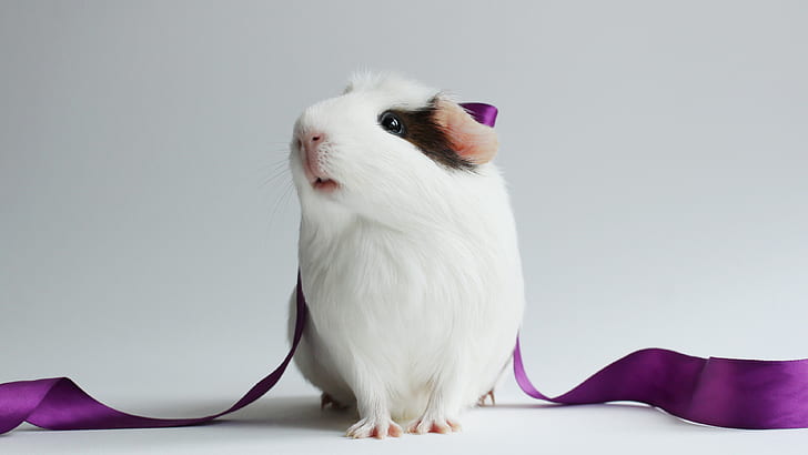 Guinea pig, lovely pet, white and black hamster, Guinea, Pig, Lovely, Pet, HD wallpaper