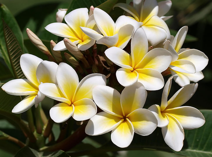 white and yellow petaled flowers, plumeria, flowers, buds, green, beautifully, HD wallpaper
