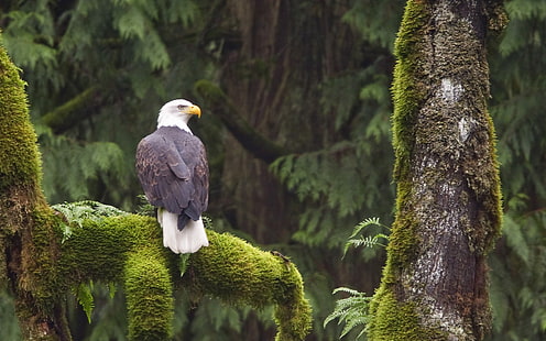 natureza, animais, animais selvagens, pássaros, águia, águia americana, HD papel de parede HD wallpaper