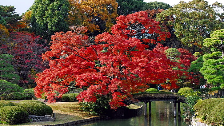 カエデ、木、日本庭園、東京、秋、日本、イロハモミジ、植物、植物園、カエデの木、庭、低木、 HDデスクトップの壁紙