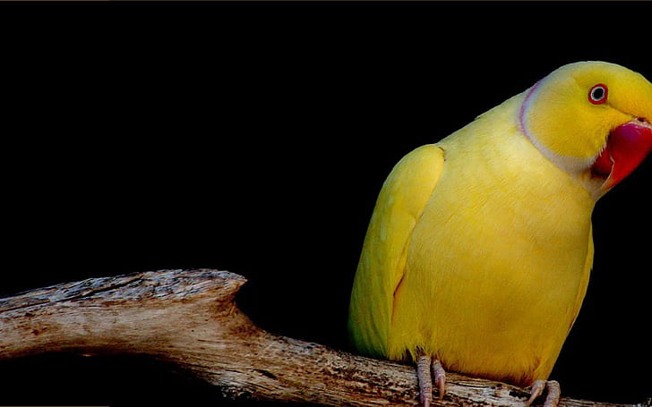 Yellow Parrot Dekstop Wallpaper Hd para teléfono móvil portátil y PC, Fondo de pantalla HD