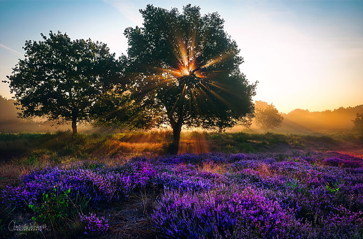 lavender field, summer, rays, light, trees, flowers, Nature, the sun, lavender, August, HD wallpaper