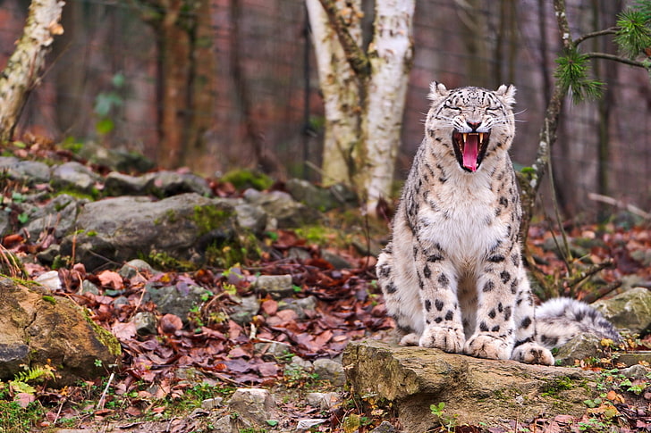white and brown leopard, snow leopard, predator, teeth, face, fall, leaves, wood, HD wallpaper