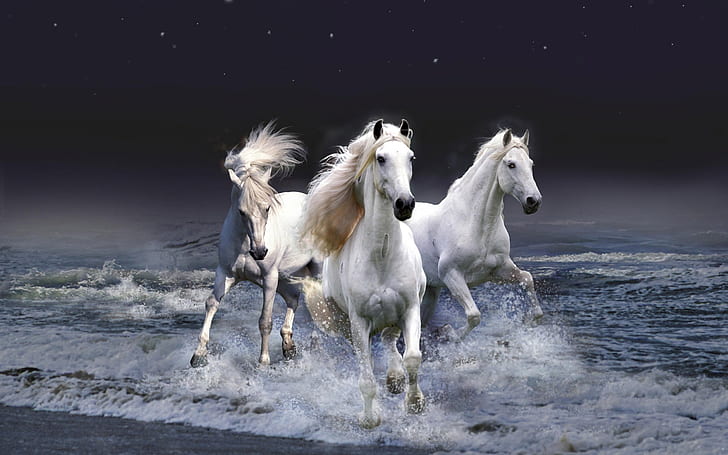 Three White Horses, white three horse, horse, HD wallpaper
