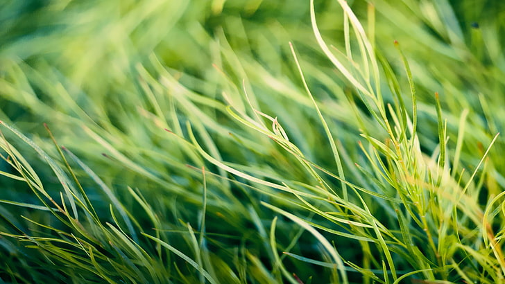zielona trawa, trawa, natura, makro, rośliny, Tapety HD