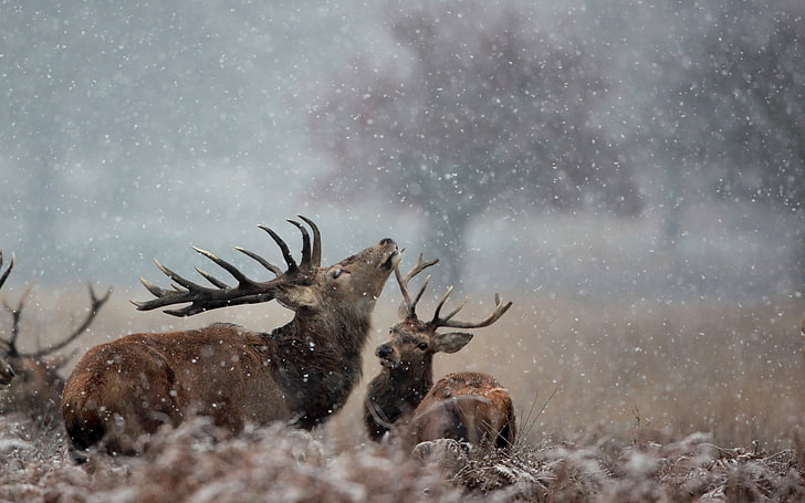 two brown reindeers, deer, couple, grass, HD wallpaper