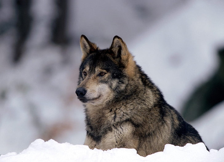 black and brown wolf, wolf, snow, predator, eyes, alertness, HD wallpaper