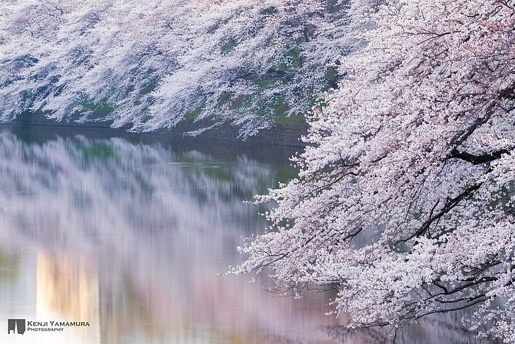 река, ветка, япония, сакура, фотограф, цветет, кэндзи ямамура, HD обои