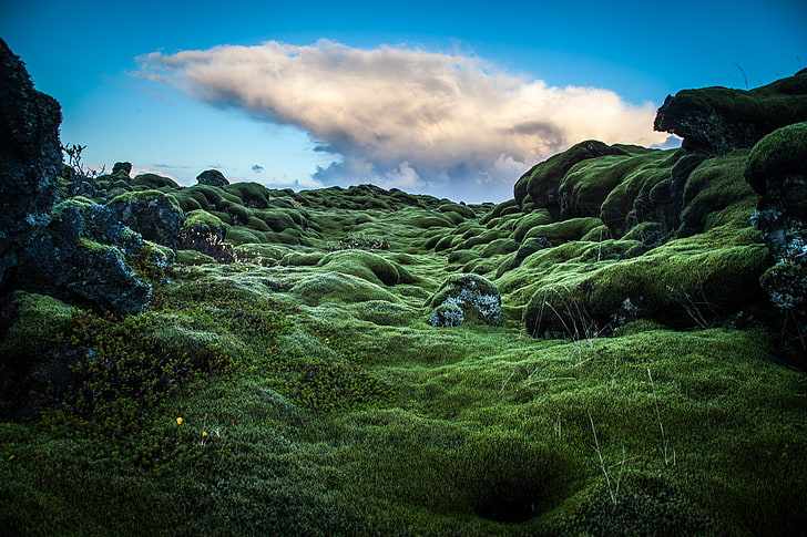 hills, moss, green, Ireland, photo, photographer, Andrés Nieto Porras, rastenie, HD wallpaper