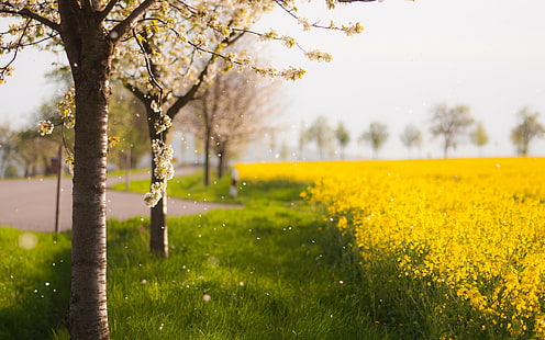 ต้นไม้ดอกซากุระดอกไม้ HD, ธรรมชาติ, ดอกไม้, ต้นไม้, ดอก, เชอร์รี่, วอลล์เปเปอร์ HD HD wallpaper