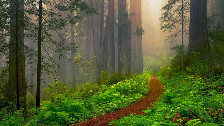 National Park, USA, Kalifornien, stig, skog, redwood, träd, Redwood National Park, State Park, Foresst Path, vildmark, skog, Redwood National and State Parks, vegetation, ekosystem, natur, skog, HD tapet