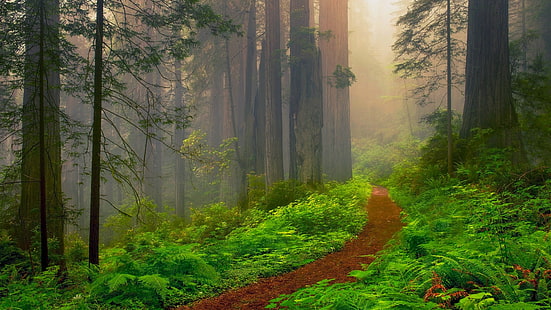 National Park, USA, Kalifornien, stig, skog, redwood, träd, Redwood National Park, State Park, Foresst Path, vildmark, skog, Redwood National and State Parks, vegetation, ekosystem, natur, skog, HD tapet HD wallpaper