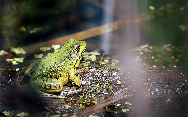 Морил Утреннее солнце-Животный мир HD обои, зеленая жаба, HD обои