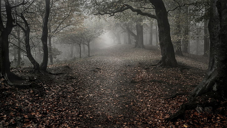 nebel, wald, zweig, laub, beschaffenheit, wald, bäume, wurzeln, HD-Hintergrundbild