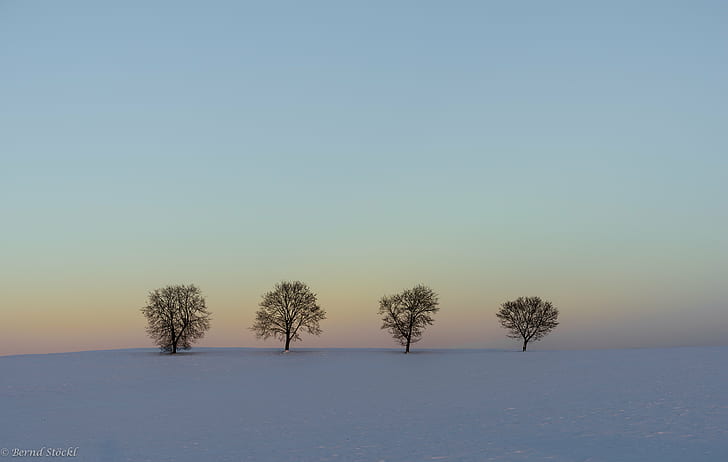 cztery zielone drzewa, Marzycielski, Zima, Zachód słońca, zieleń, Drzewa, drzewo, natura, krajobraz, niebo, śnieg, niebieski, mróz, pora roku, Tapety HD
