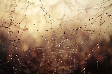 tetesan air, makro, kedalaman bidang, sarang laba-laba, Wallpaper HD HD wallpaper