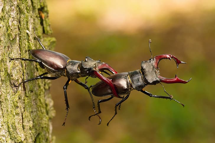 pohon, pertempuran, kumbang rusa, Petr Simon, Rusa, Wallpaper HD