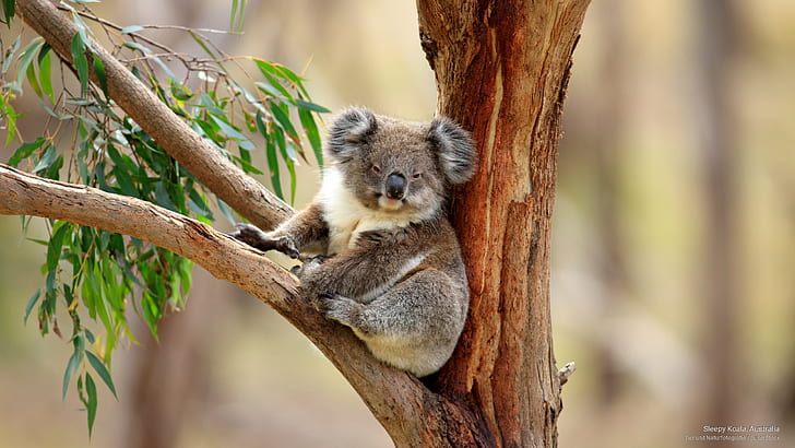 Sleepy Koala, Australia, Hewan, Wallpaper HD