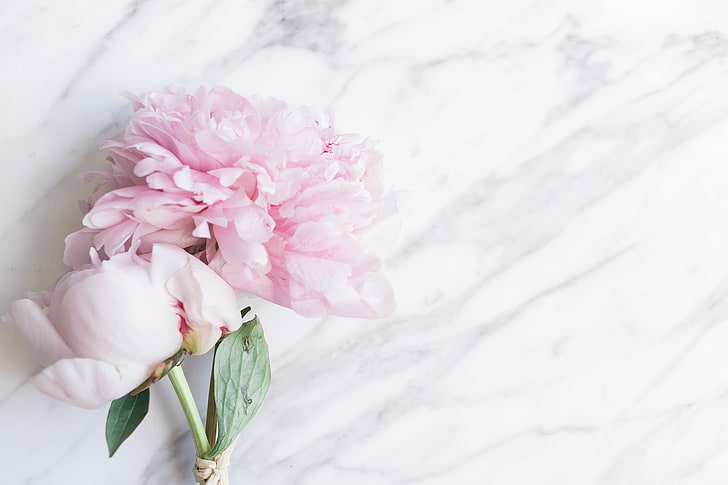 flowers, bouquet, marble, pink, peonies, tender, HD wallpaper