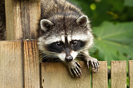 gray Raccoon on brown wooden pallet, raccoon, animal, mammal, nature, cute, wildlife, HD wallpaper HD wallpaper