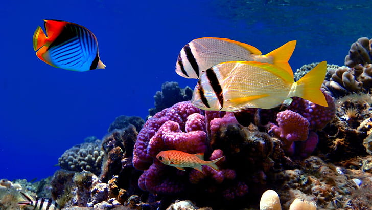 Разноцветные коралловые рыбы, три синие, желтые и серые рыбы, кораллы, рифы, рыбки, разноцветные, природа, морские котики, природа и пейзажи, HD обои