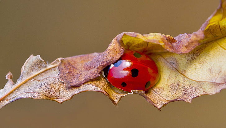 autumn, leaf, ladybug, ladybird, HD wallpaper