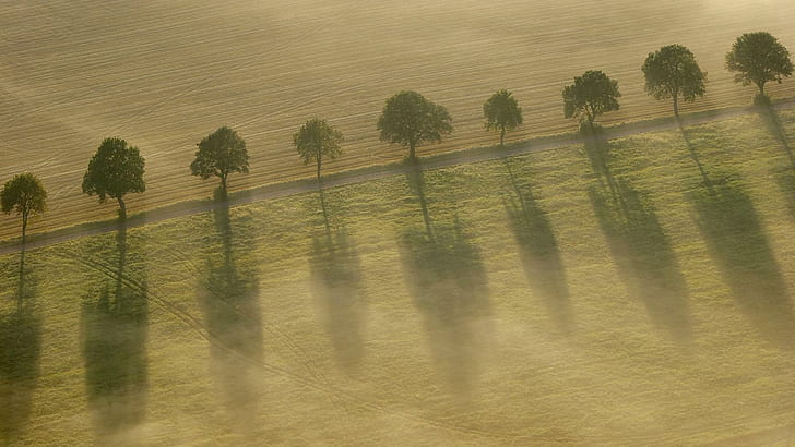 Sombra de la hilera de árboles, pintura de plantas de hoja verde, naturaleza, 1920x1080, árbol, sombra, campo, carretera, Fondo de pantalla HD