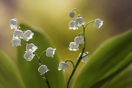 weiße Maiglöckchenblumen, Blumen, Hintergrund, Maiglöckchen, HD-Hintergrundbild HD wallpaper