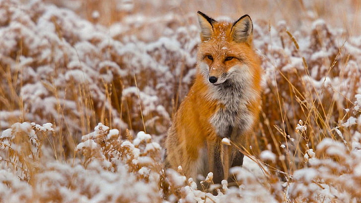 лисица, зима, дива природа, диво животно, сладко, сняг, HD тапет
