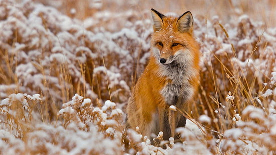 лиса, зима, живая природа, дикое животное, мило, снег, HD обои HD wallpaper