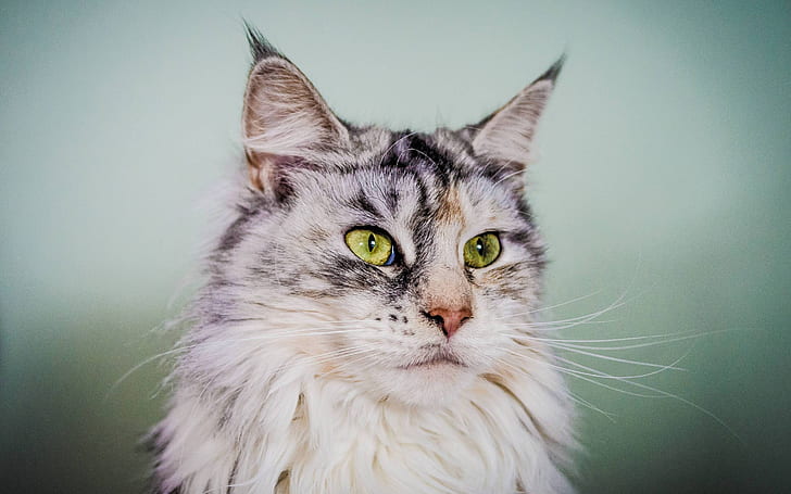 Серебристый кот мейн-кун с зелеными глазами, бело-серый кот, кот мейн-кун, красивый, HD обои