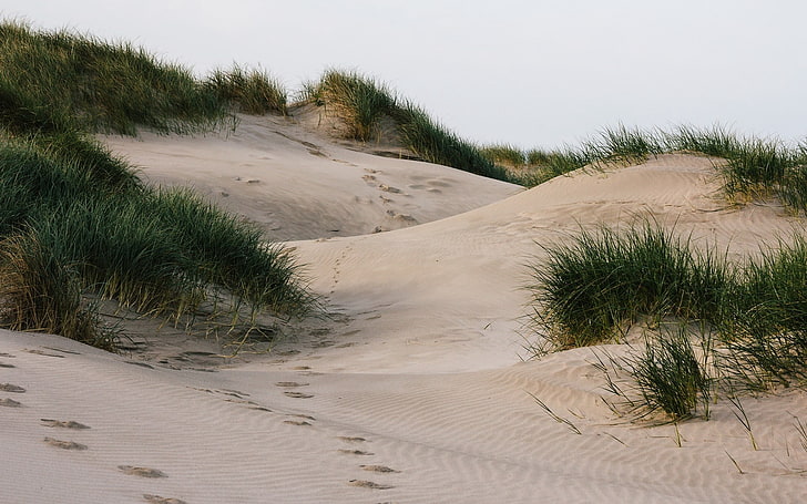 sabbia bianca, sabbia, erba, tracce, Sfondo HD