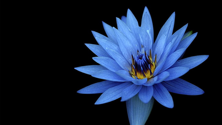 näckros, lotus, blå lilja, HD tapet