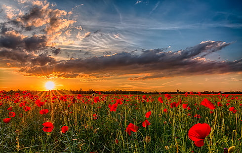 campo di fiori di papavero rosso, campo, il sole, tramonto, fiori, natura, foto, alba, Maki, cielo, paesaggio, papaveri, Sfondo HD HD wallpaper