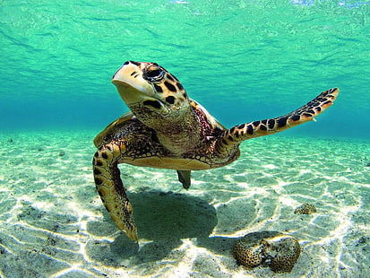 Piękny żółw na Morzu Karaibskim, żółw brązowy i czarny, żółw, zwierzę, karaibski, morze, woda, Tapety HD HD wallpaper