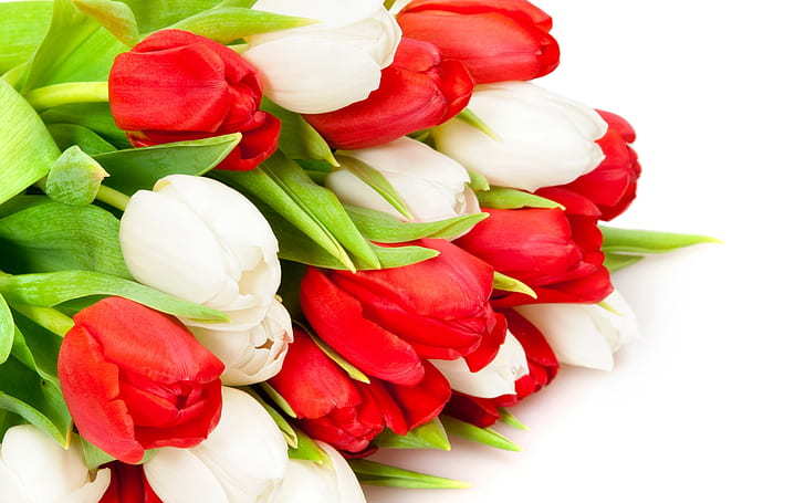 Röda och vita tulpaner, vita tulpaner, röda tulpaner, blommahink, HD tapet
