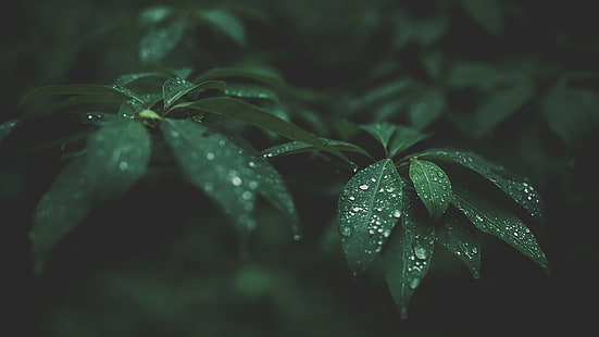 green leaf plant, selective focus photograph of leaves with water dew, leaves, water drops, blurred, photography, nature, green, HD wallpaper HD wallpaper