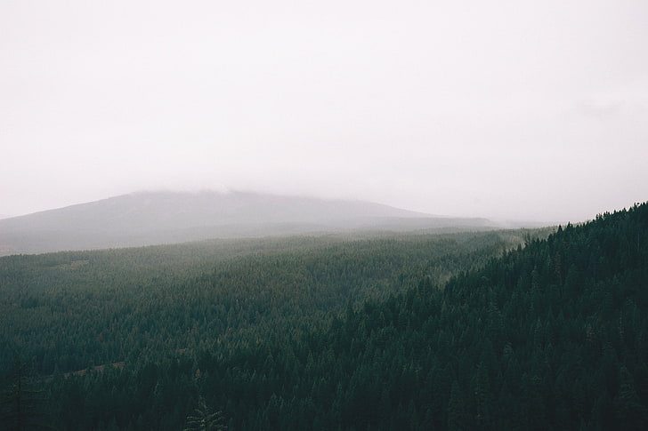 пейзаж, природа, дальний обзор, лес, туман, горы, HD обои