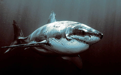 الحيوانات ، القرش ، الأسماك ، تحت الماء، خلفية HD HD wallpaper