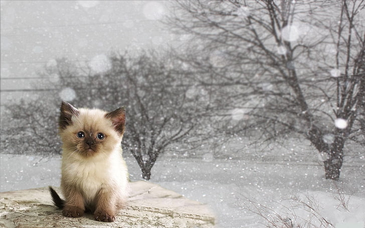 white and brown Siamese kitten, winter, cat, kitty, HD wallpaper