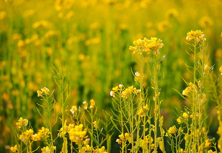 Blumenwiesenfeld, grüne Blumen, Blumen, Feld, Wiese, Anlagen, Gras, HD-Hintergrundbild