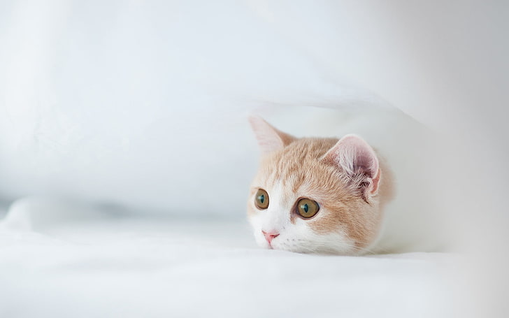 orange tabby cat, kitten, muzzle, fear, hunting, hiding, HD wallpaper