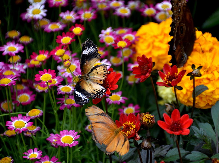 Butterfly and Colorful Flowers, Nature, Flowers, Butterflies, Colorful, Cincinnati, Ohio, Insect, Blossoms, Buds, farfalle, Conservatory, hamilton, blooms, mariposa, unitedstates, schmetterling, krohn, krohnconservatory, morocco, mtadams, HD wallpaper