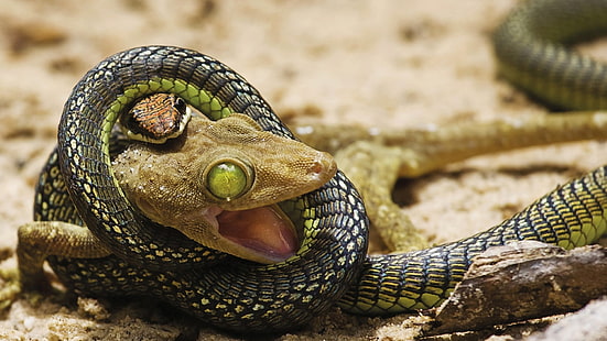 gecko and snake, snake, lizards, green eyes, digital art, reptiles, animals, HD wallpaper HD wallpaper