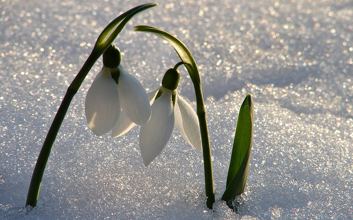 White snowdrop flowers, snowdrops, flowers, shine, snow, waking