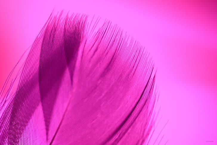 purple background, feathers, HD wallpaper