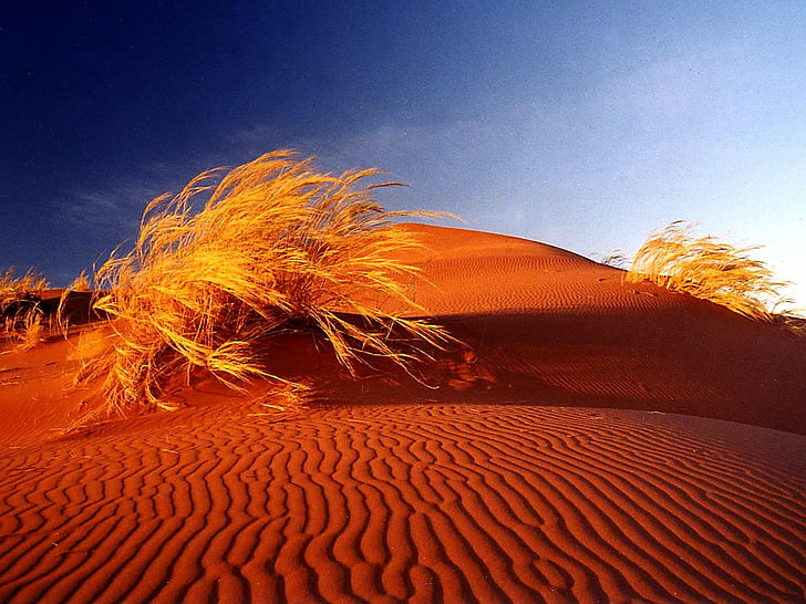 africa, bushes, desert, deserts, dunes, namib, sand, HD wallpaper