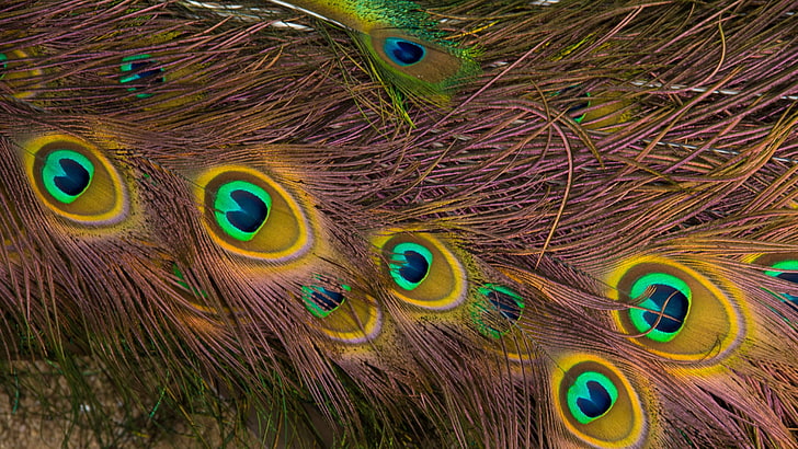 brown and blue peacock feather, feathers, peacock, texture, background, pattern, HD wallpaper